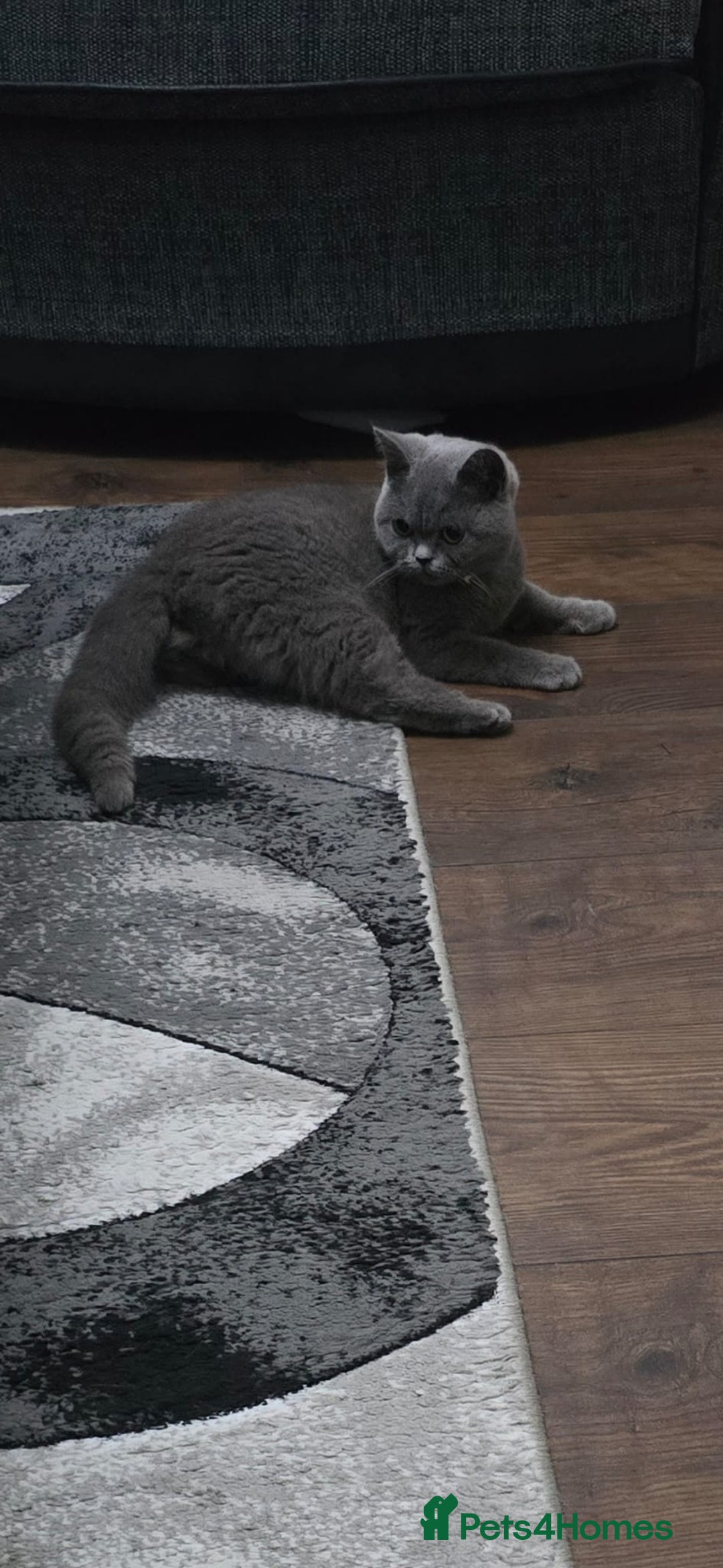 British Shorthair cats for sale: Sweet kitten needs a home. - Image 4