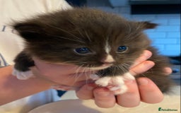 Ragdoll cats for sale: Half Ragdoll Kitten ONE MALE LEFT - Image 3