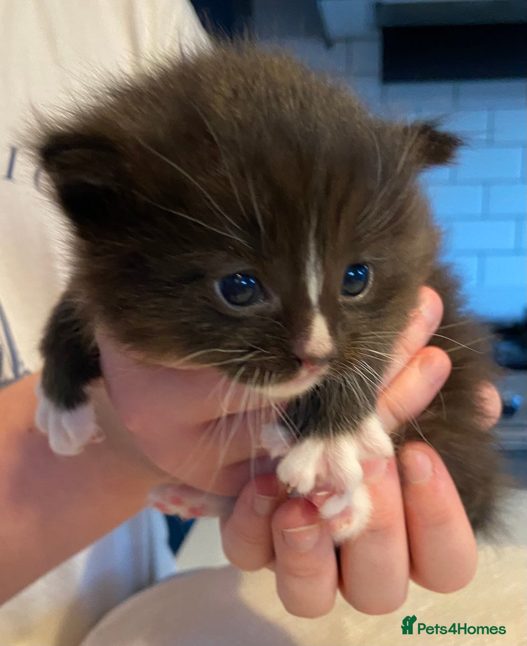 Ragdoll cats for sale: Half Ragdoll Kitten ONE MALE LEFT - Image 3