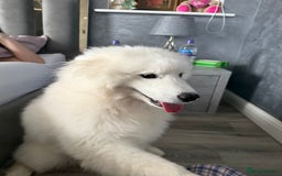 Samoyed dogs for sale: Beautiful 6-Month-Old Samoyed Boy for Sale - Image 6