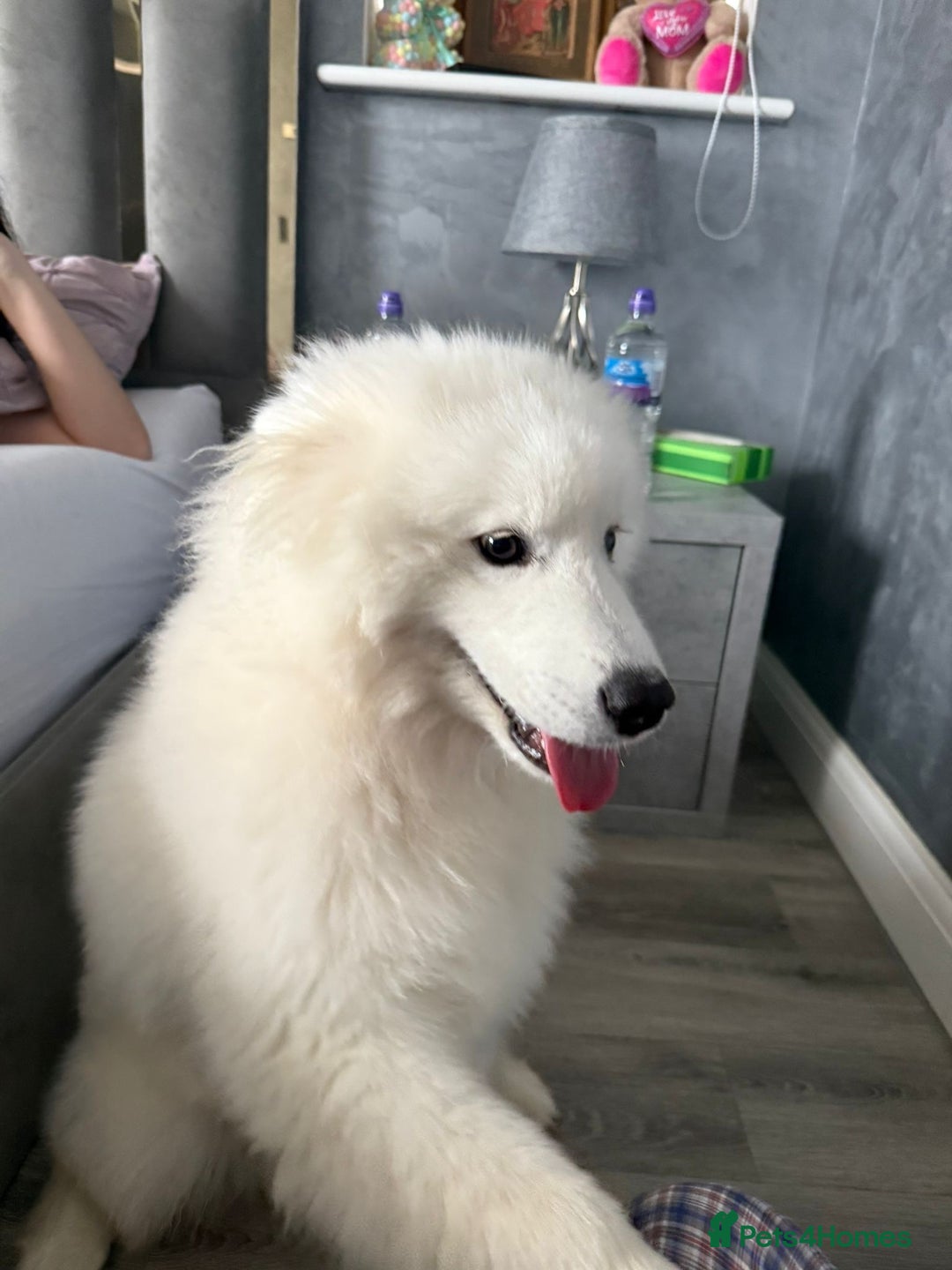 Samoyed dogs for sale: Beautiful 6-Month-Old Samoyed Boy for Sale - Image 6