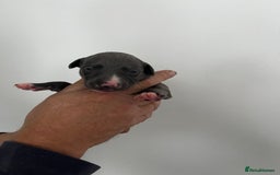 Whippet dogs for sale: KC registered Whippet pups - Image 20