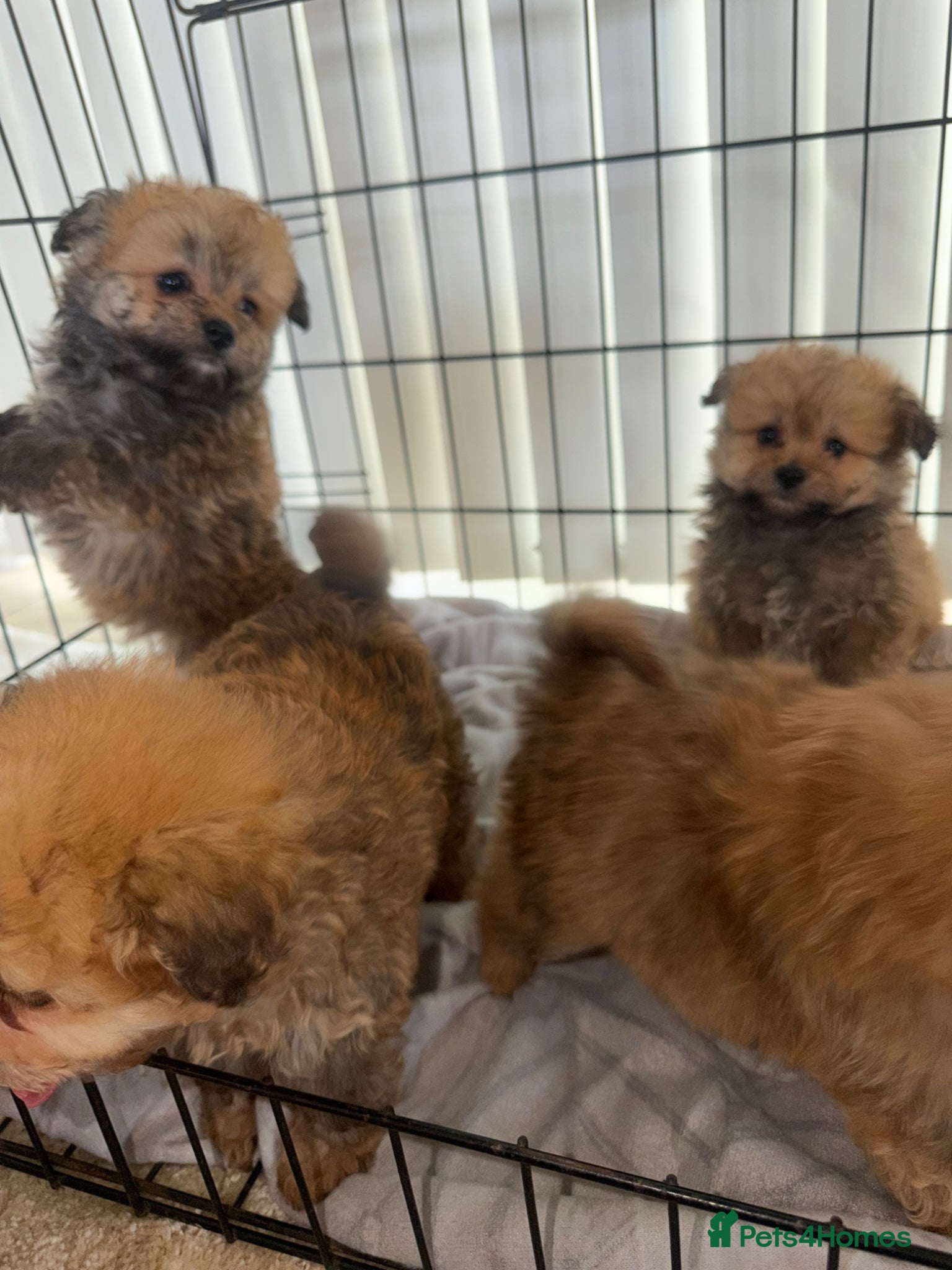 Pomapoo dogs 3 Pomapoo Puppies ready Forever Homes - Advert 1
