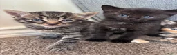 Mixed Breed cats for sale: Beautiful fluffy kittens - Advert 15