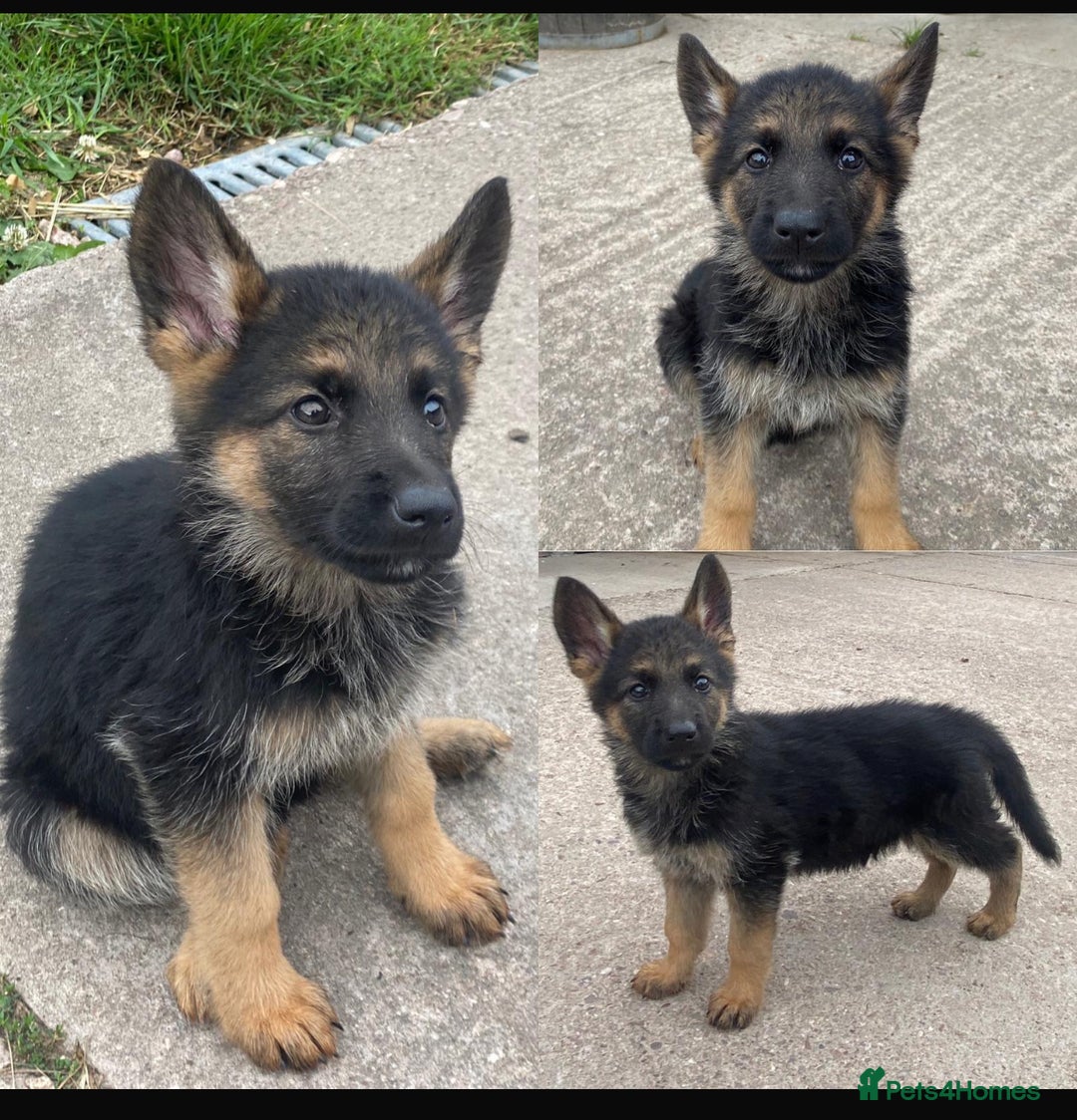 German Shepherd dogs for sale: 🐾 Beautiful  FEMALE –KC reg GERMAN SHEPHERDS 🐾 - Image 25