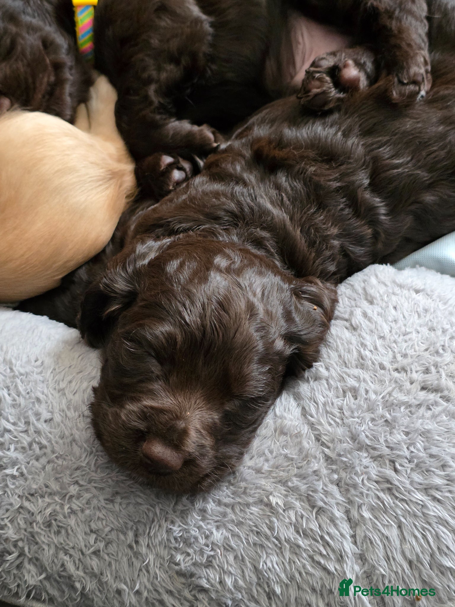 Cocker Spaniel dogs for sale: KC Reg Working Cocker Spaniel Pups ** 1 Boy Left** - Advert 3