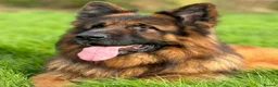German Shepherd dogs for sale: Zues  - Advert 9