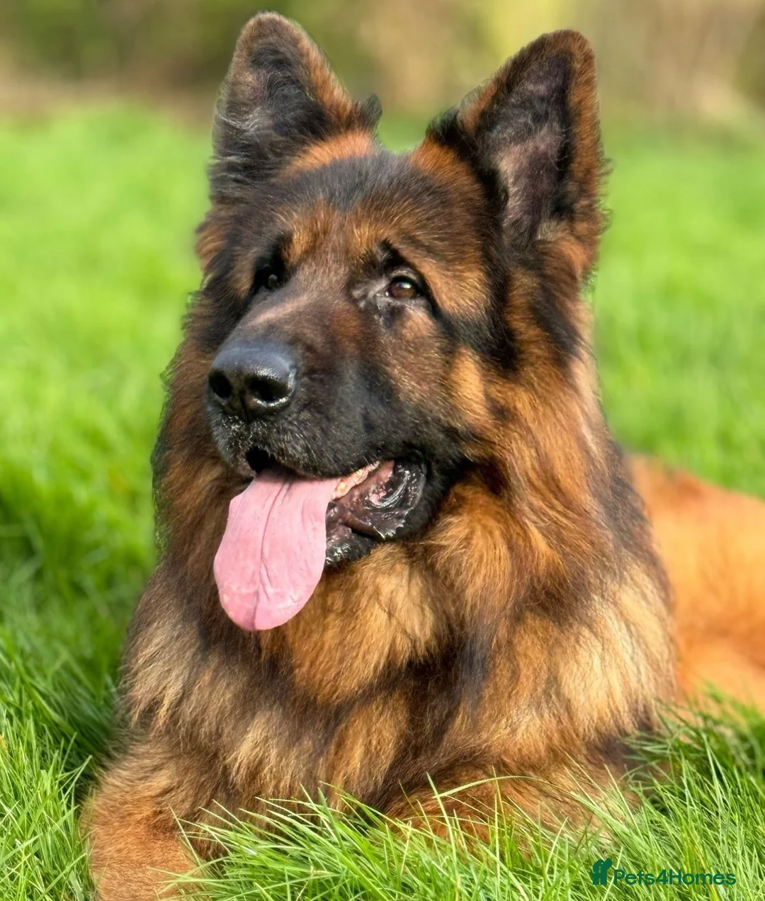 German Shepherd dogs for sale: Zues  - Advert 9
