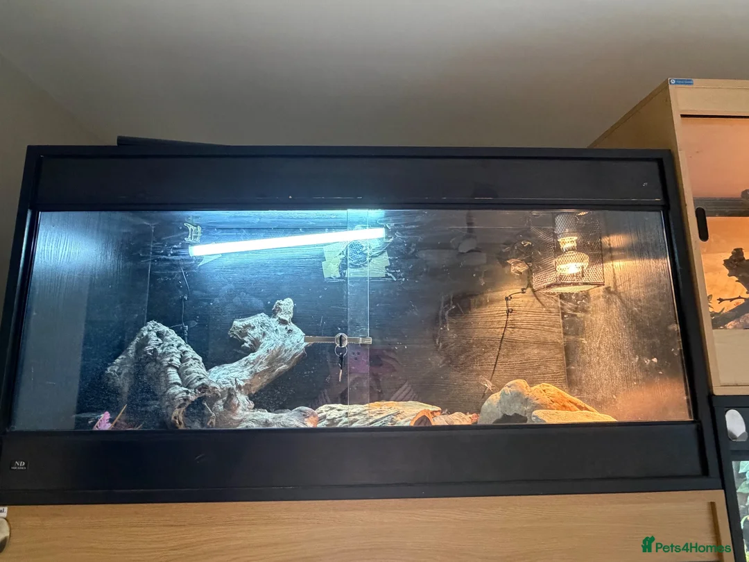 Python Snake reptiles for sale: Royal Python & Set Up - Advert 1