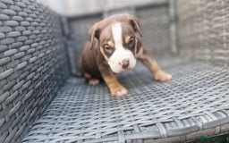 American Bully dogs for sale: Pocket bully bitch and male - Image 6
