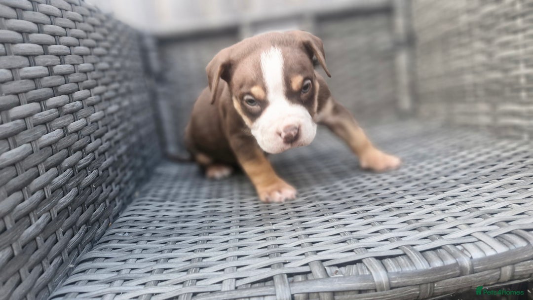 American Bully dogs for sale: Pocket bully bitch and male - Image 6
