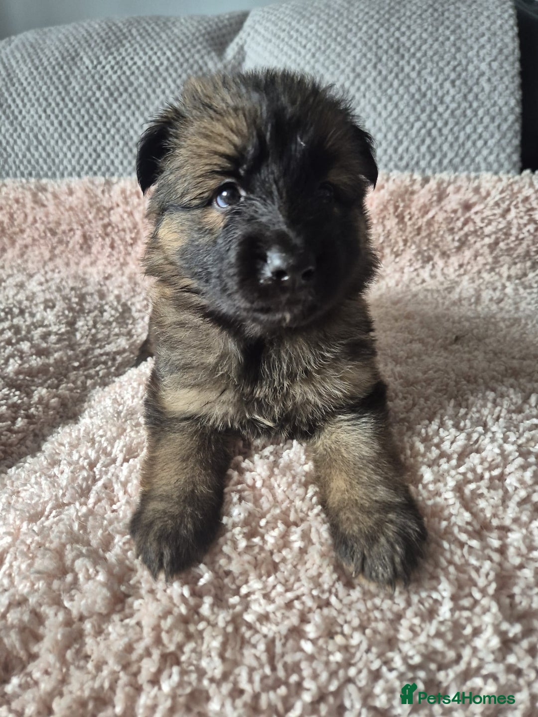 German Shepherd dogs for sale: KC REGISTERED HEALTH TESTED PARENTS READY NOW - Image 8