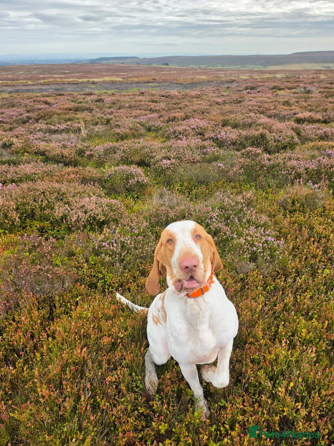 Bracco Italiano dogs for sale: Heartbreaking Sale - Advert 2