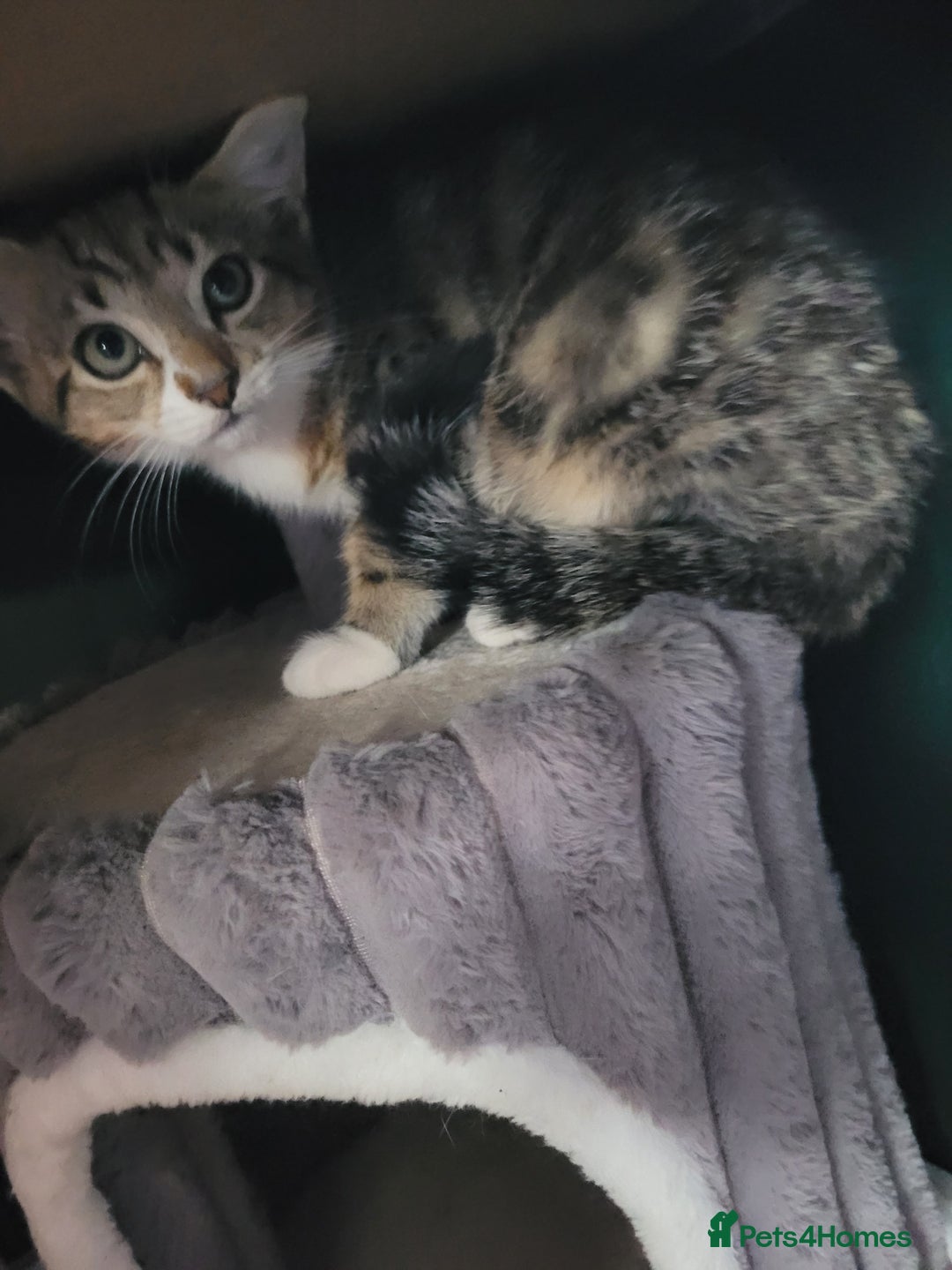 Mixed Breed cats for sale: Adorable male kittens  - Image 3