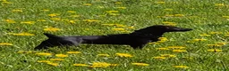 Patterdale Terrier dogs for sale: Patterdale Girl - Advert 3