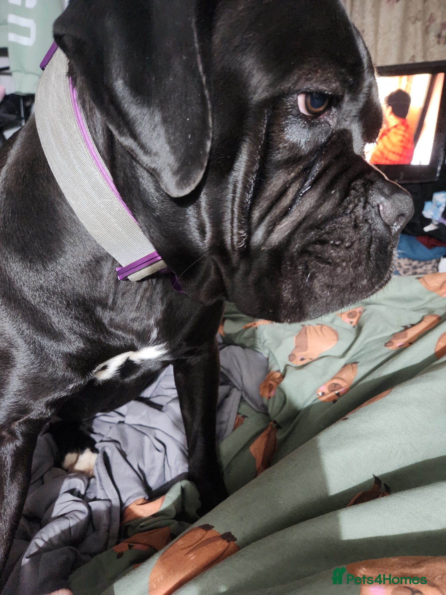 Cane Corso dogs 15 month old cane corso female - Advert 5
