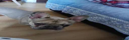 French Bulldog dogs for sale: Pablo - Advert 1