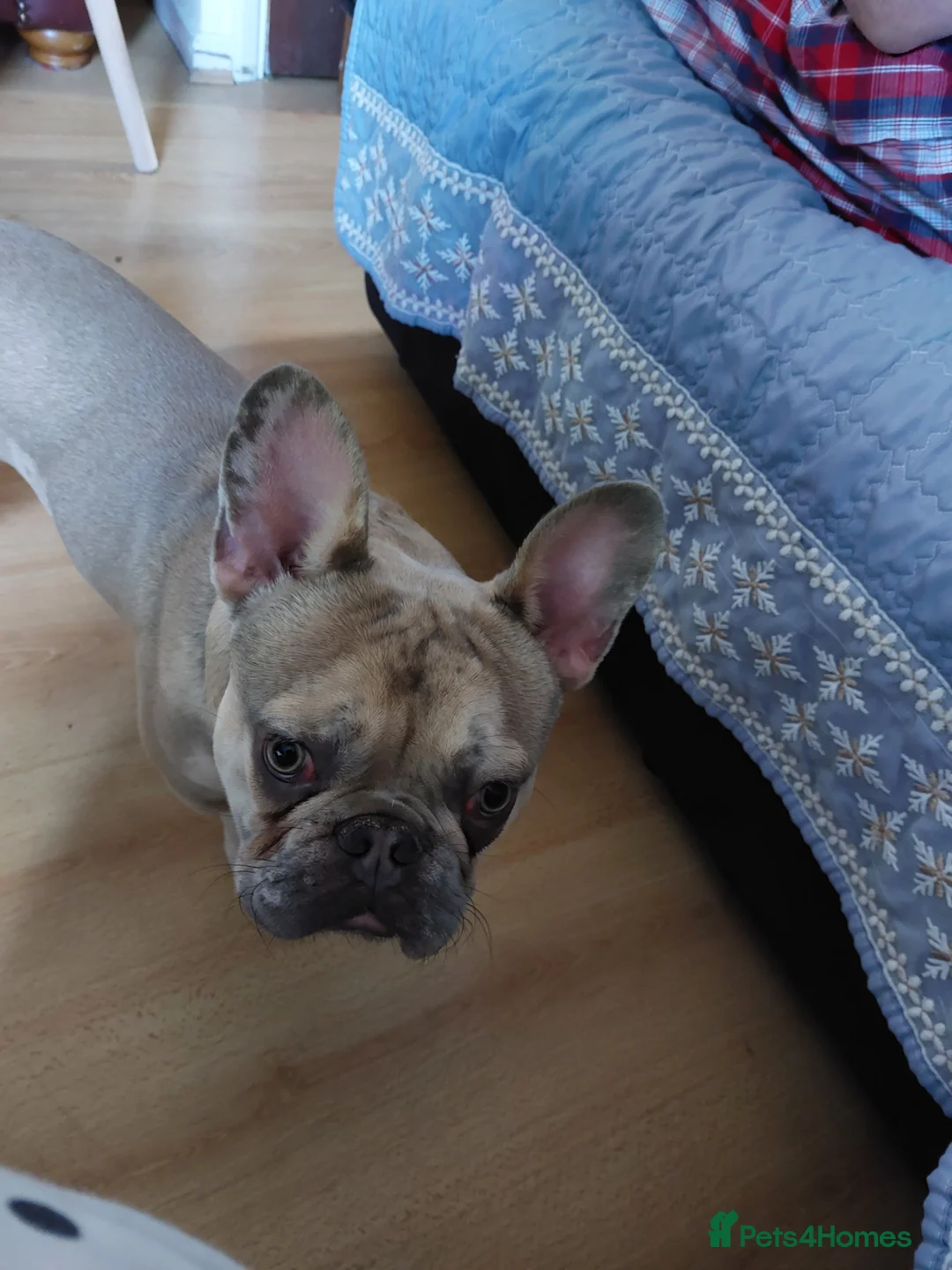 French Bulldog dogs for sale: Pablo - Advert 1