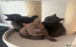 British Shorthair cats for sale: British rainbow shorthair kittens - Image 20
