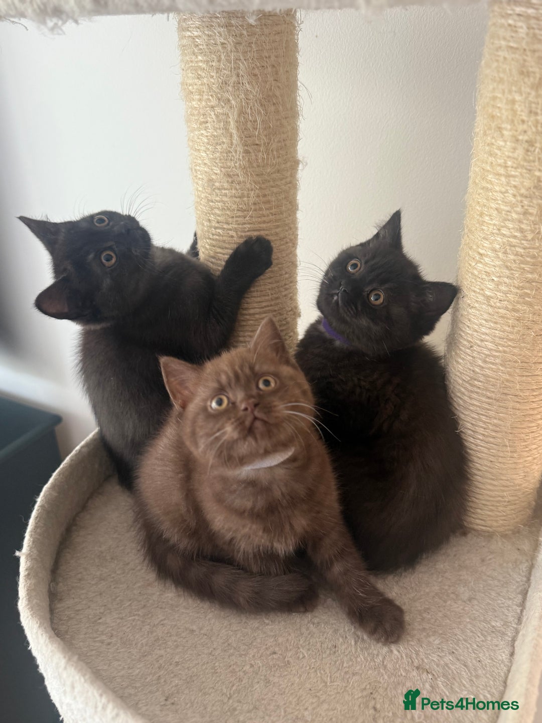 British Shorthair cats for sale: British rainbow shorthair kittens - Image 20