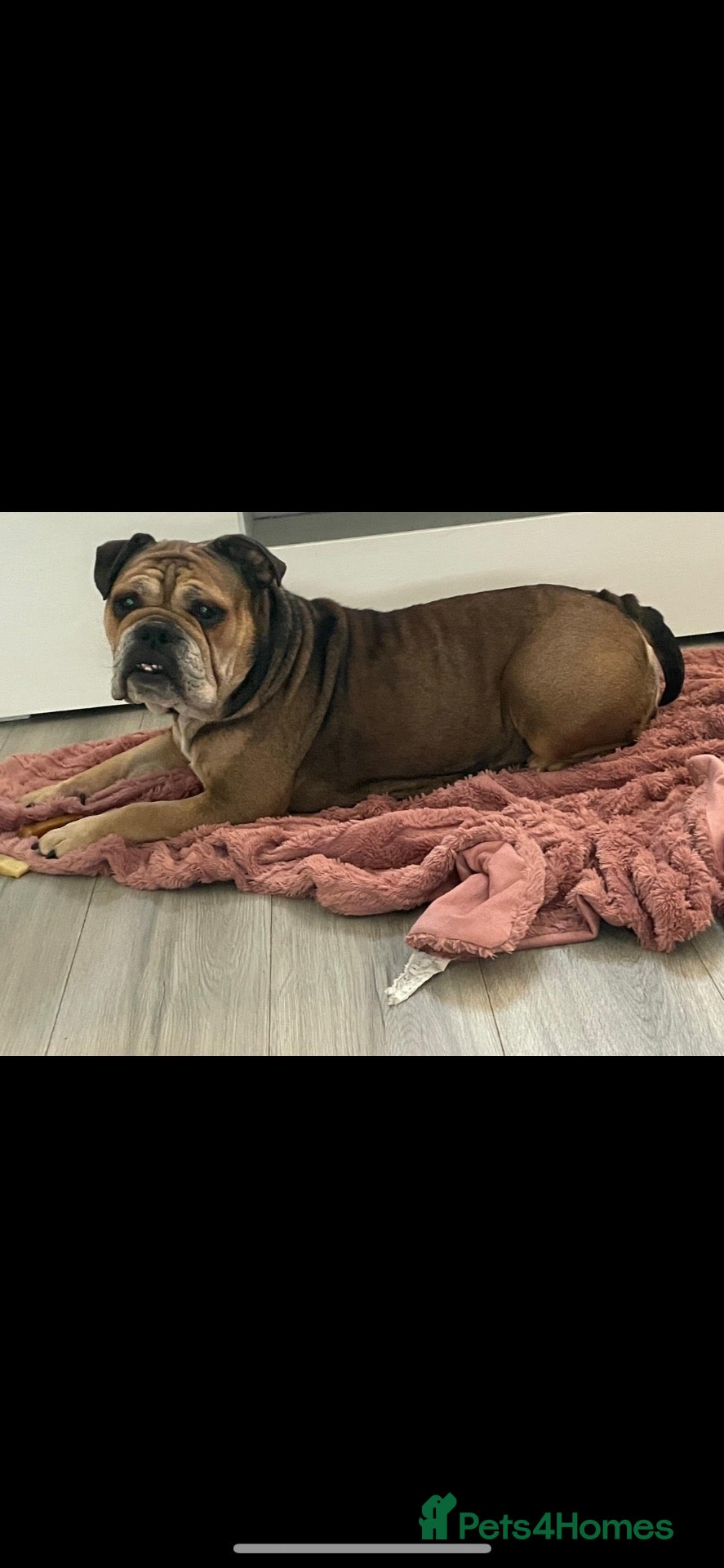 English Bulldog dogs Old English Bulldog Puppies  - Advert 1