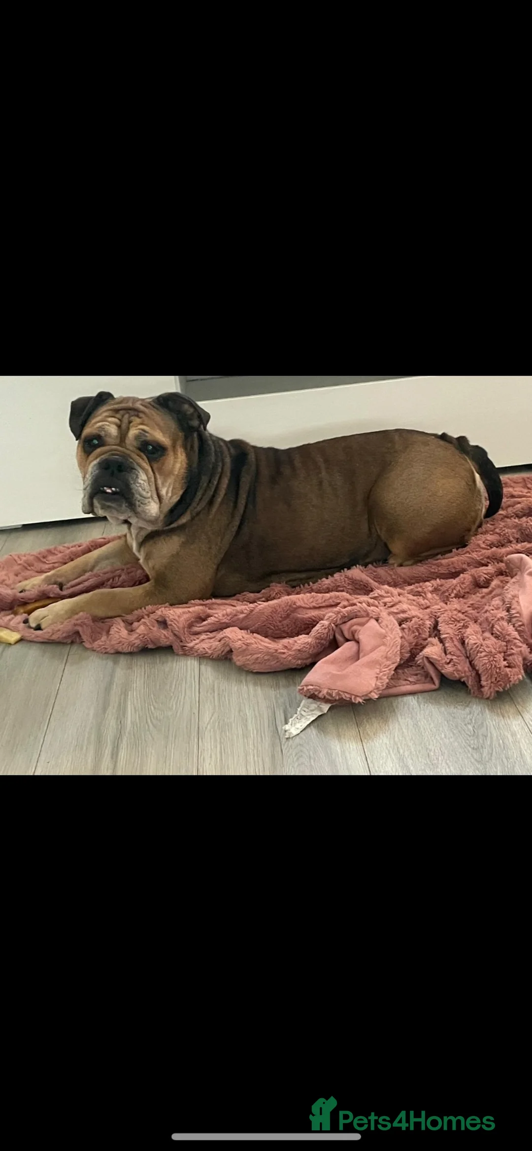 English Bulldog dogs for sale: Old English Bulldog Puppies  - Advert 1