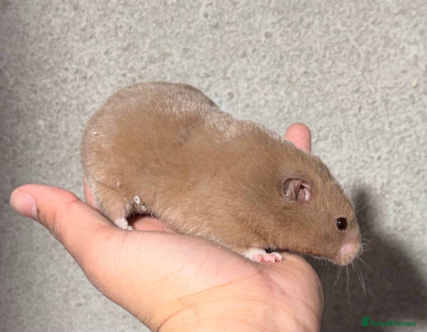 Hamster rodents OLDER RETIRING PEDIGREE, TAME AND SYRIAN HAMSTERS - Advert 7