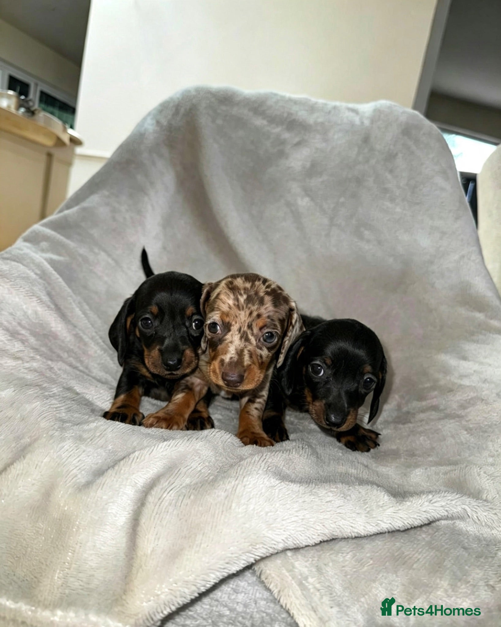 Miniature Dachshund dogs Kc Miniature daschund puppies - Advert 1
