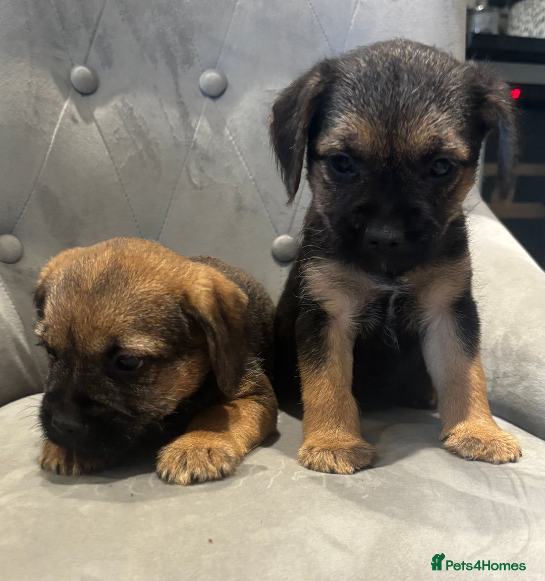 Border Terrier dogs for sale: Stunning KC Registered Border Terrier Pups - Image 3