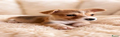 Welsh Corgi Pembroke 4