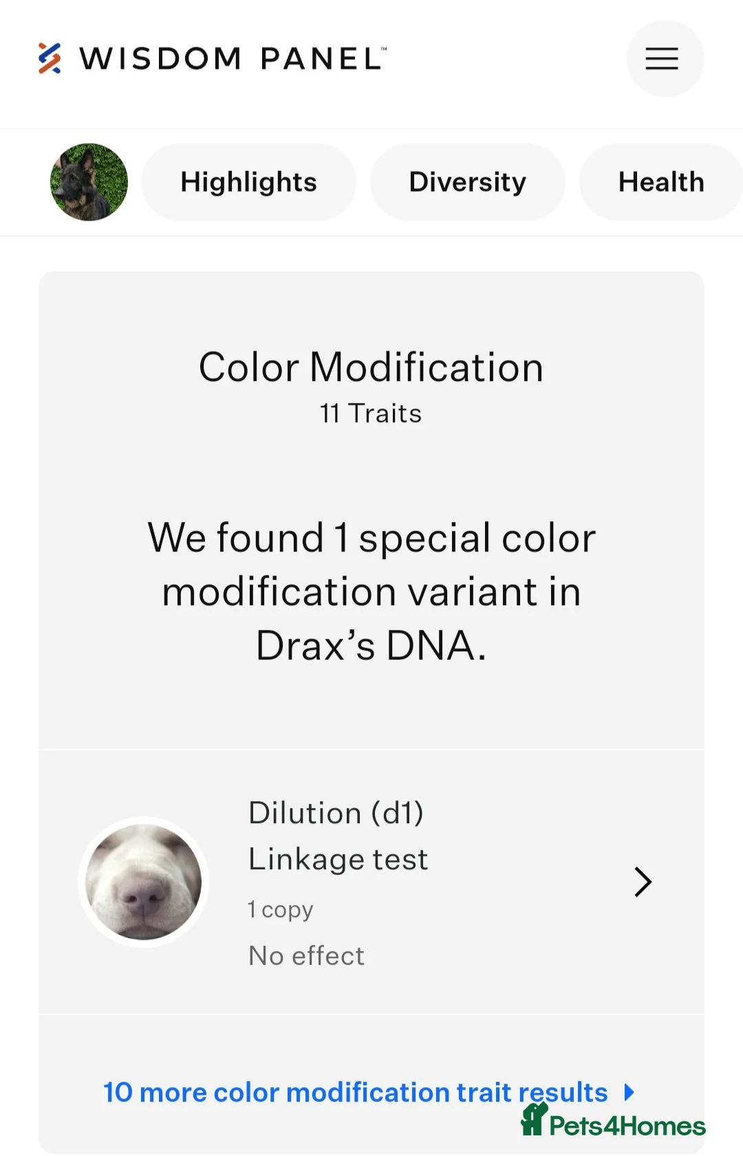 German Shepherd dogs for stud: Health tested Stunning kc reg sable stud  in Bedford - Advert 19