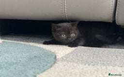 British Shorthair cats for sale: Stunning British shorthair kittens  - Image 14