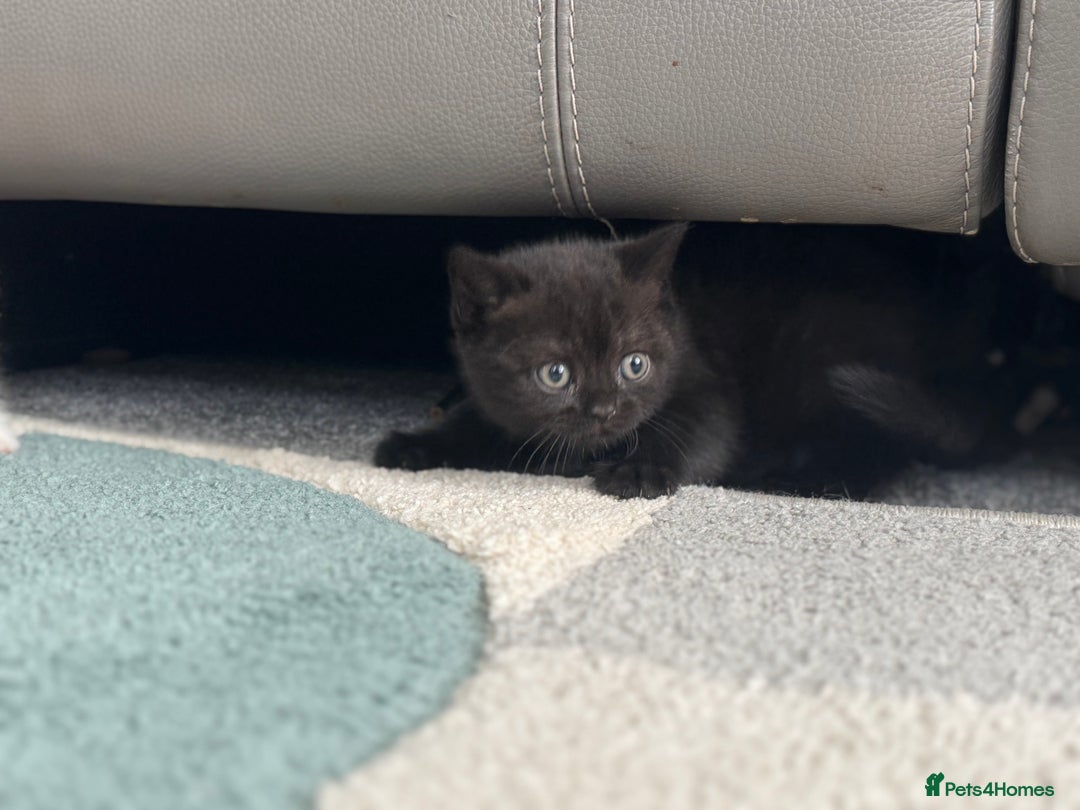 British Shorthair cats for sale: Stunning British shorthair kittens  - Image 14