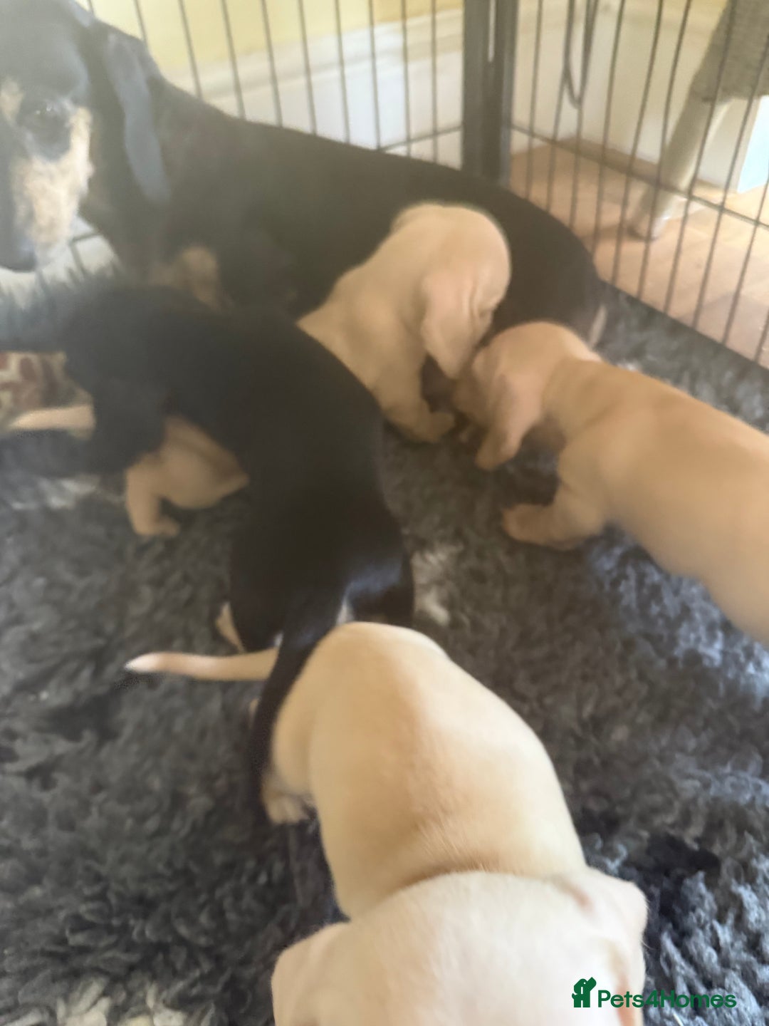 Miniature Dachshund dogs for sale: Cream and black and cream mini smooth haired - Image 5