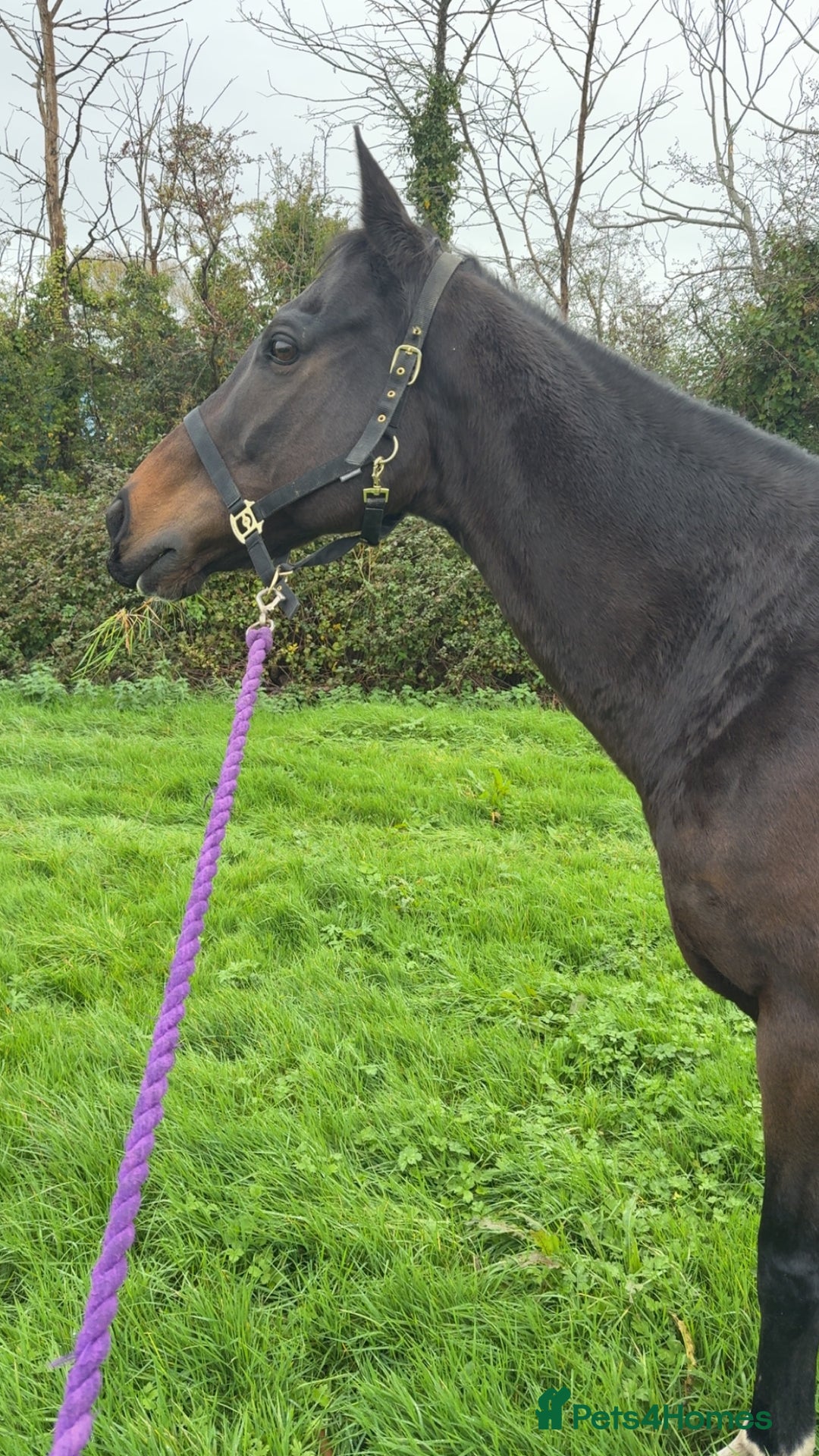 Irish Thoroughbred horses for sale: King 15.3hh aged 15 - Advert 3
