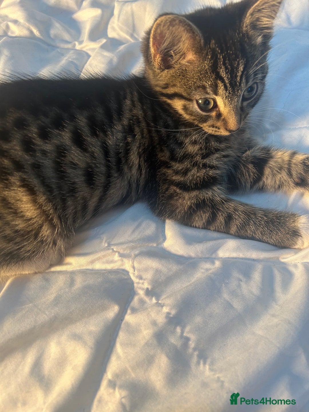 British Shorthair cats for sale: we have one beautiful female tabby kitten - Advert 4