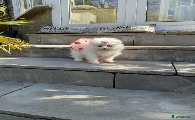 Pomeranian dogs - Advert 4