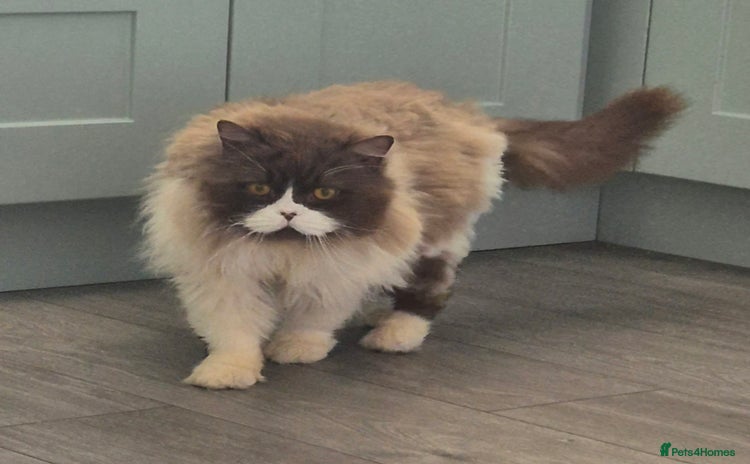 British Longhair cats - Advert 1
