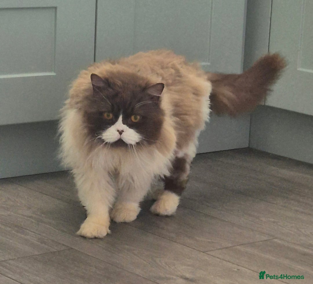 British Longhair cats for sale: Stunning GCCF Reg Male (Russian Imported parents)  - Image 1