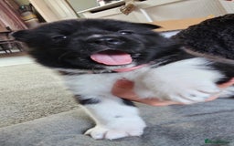 Akita dogs for sale: 🐾 American Akita Puppies for Forever Homes 🐾 - Image 1