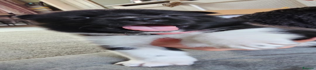 Akita Puppy 3