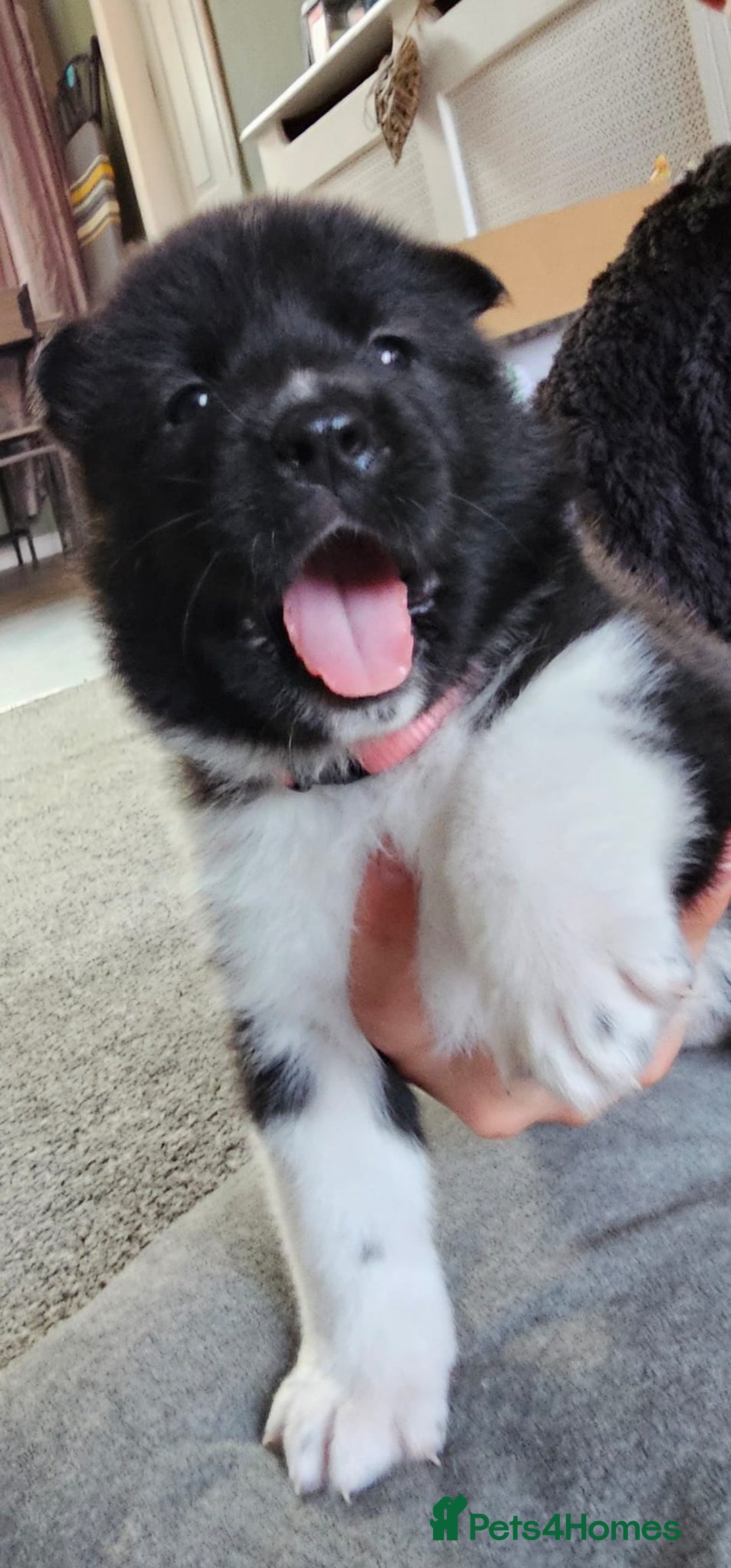 Akita dogs for sale: 🐾 American Akita Puppies for Forever Homes 🐾 - Image 1