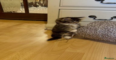 Mixed Breed cats - Advert 4