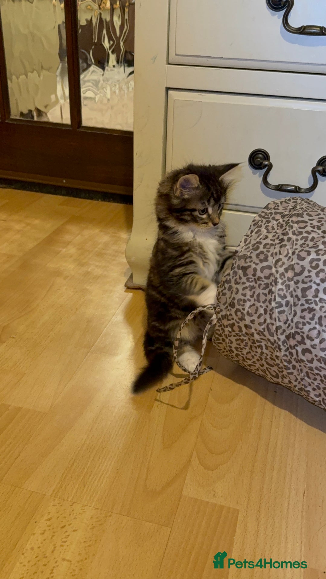 Mixed Breed cats for sale: 3 adorable male kittens  - Image 2
