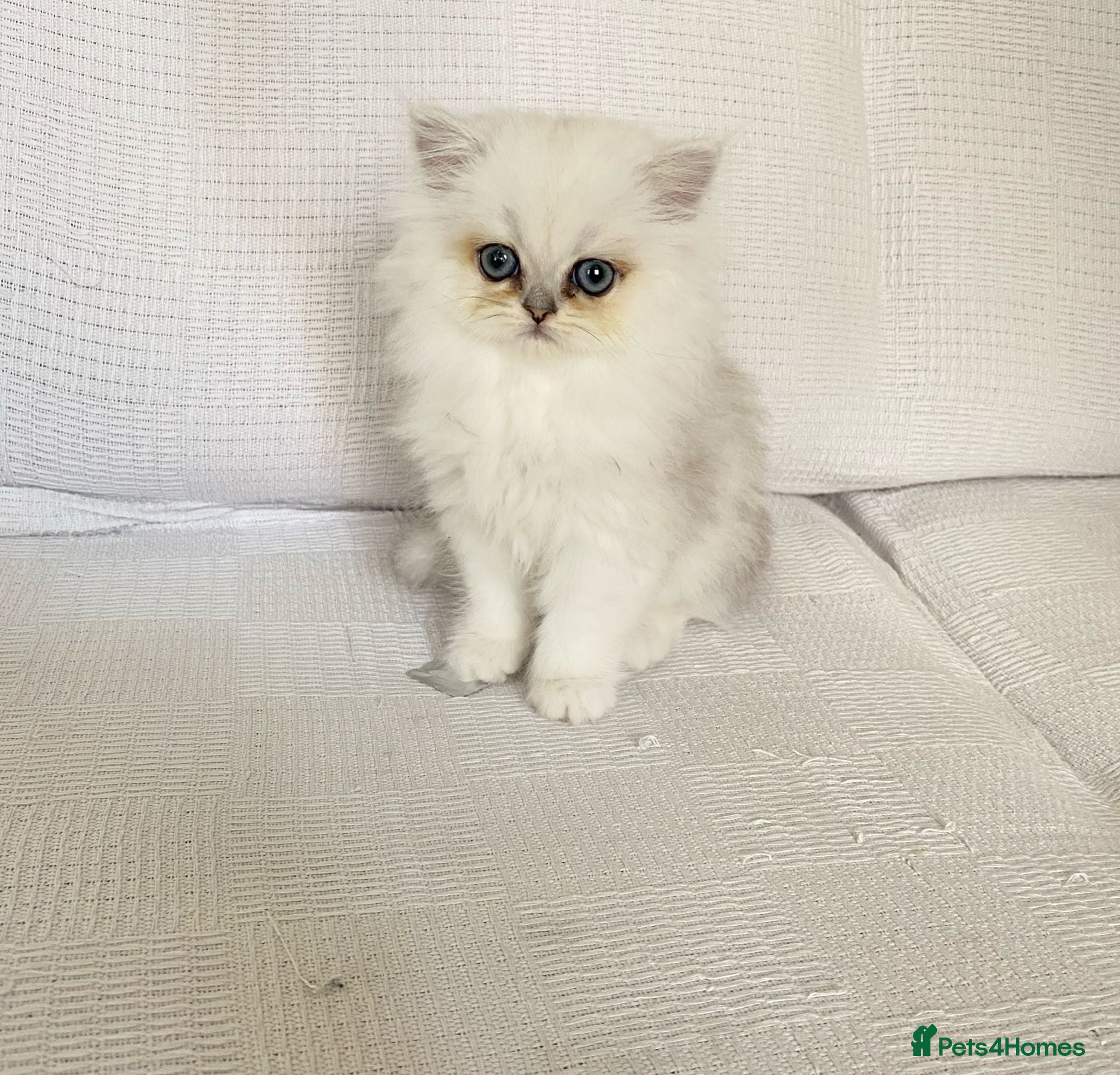 Persian cats Ready - persian chinchilla kittens - Advert 4