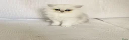 Persian cats for sale: Ready - persian chinchilla kittens - Advert 2