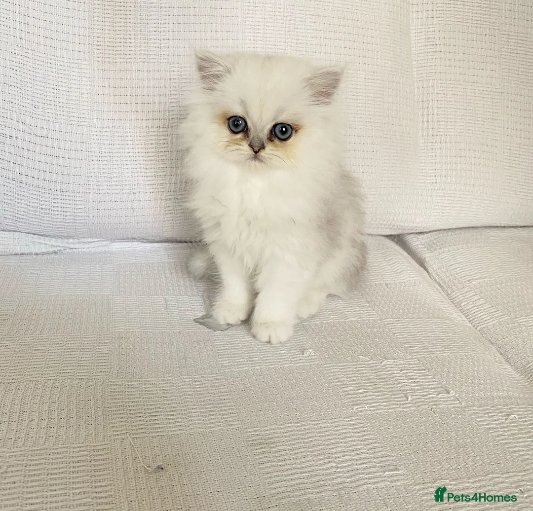 Persian cats for sale: Ready - persian chinchilla kittens - Advert 2