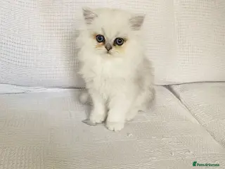 Persian cats Ready - persian chinchilla kittens - Advert 4