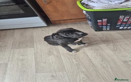 Mixed Breed dogs for sale: Staffy x husky mix - Image 2