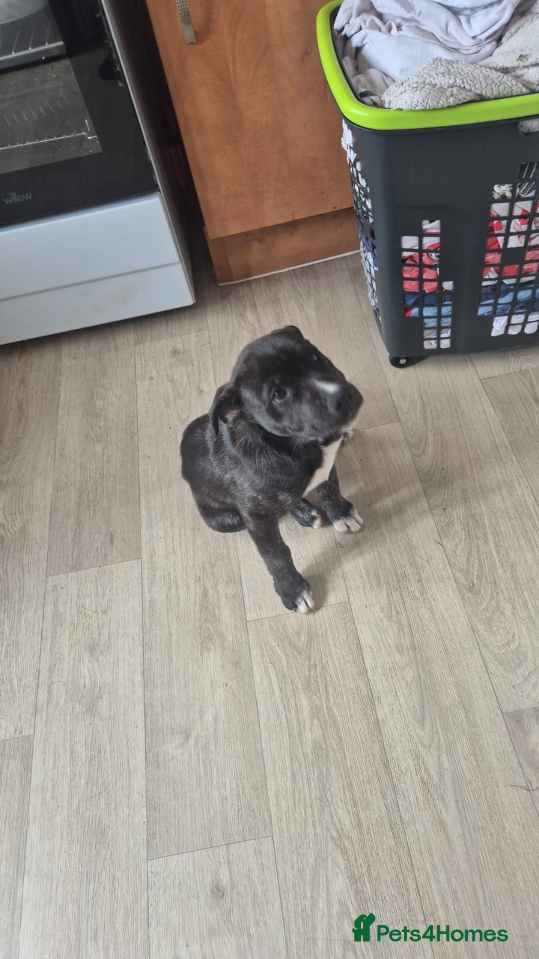 Mixed Breed dogs for sale: Staffy x husky mix - Image 2